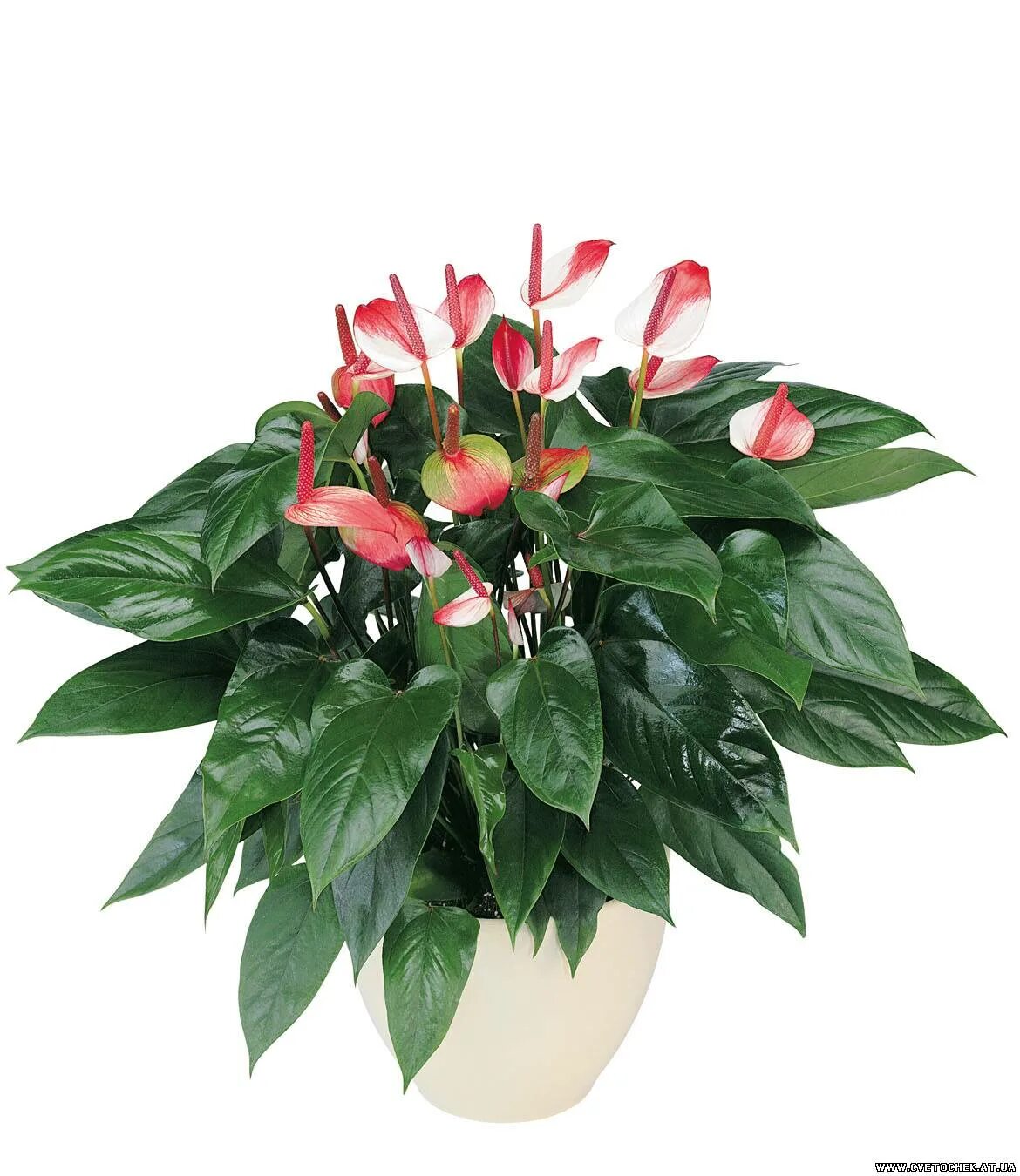 Антуриум люксари. Недорогие домашние цветы. Цикламен микс d12 h35. Замиокулькас леруа мерлен. Недорогие домашние цветы.