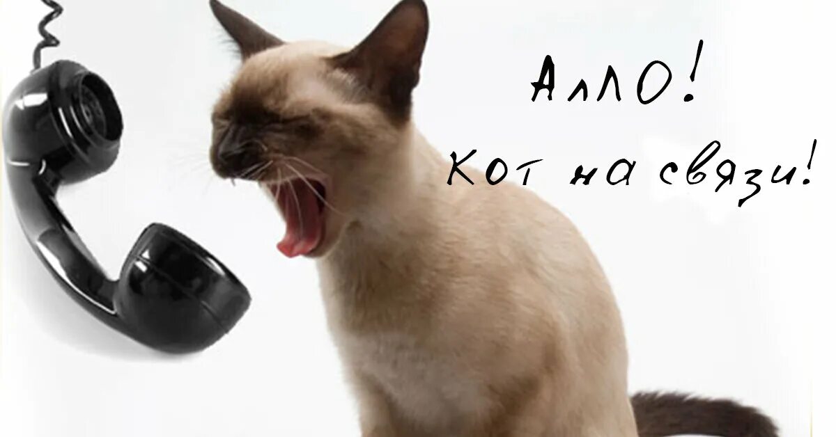 Прикол кот говорит. Кот с телефонной трубкой. кошечка с телефоном. котик с телефоном. котик с трубкой телефона.