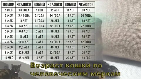 Кошачьи жизни по человеческим