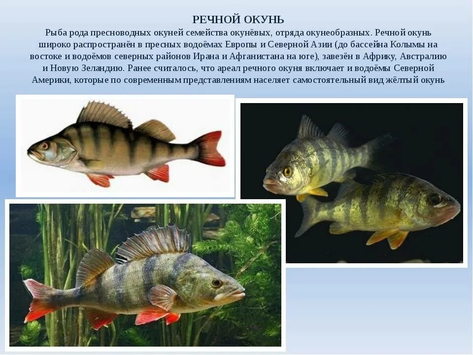 Среда обитания речного окуня. Окунь рыба описание для детей. Речной окунь. Окунь описание.