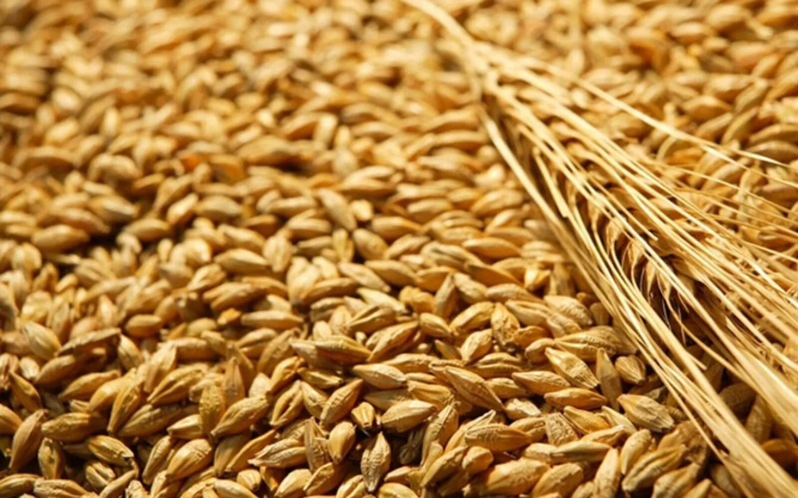 Куплю семена зерновых. Пшеница лимец. Ячмень ядрица. Семена ярового ячменя. Семена Яровой мягкой пшеницы.