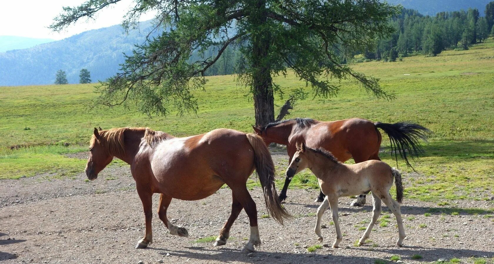 Купить коня алтайском. Табун лошадей на Алтае. Лошади Алтайский край. Алтайская лошадь. Коневодство в Алтайском крае.