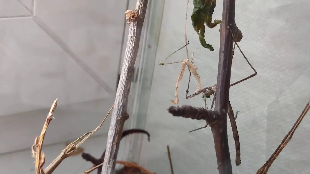 Аннамский палочник. Палочник extatosoma tiaratum. Палочники линька. Палочник sungaya inexpectata. Палочники линька.