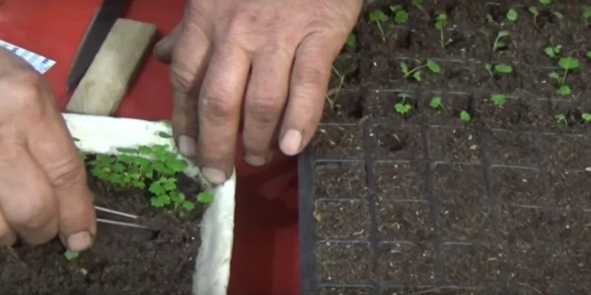 Мастер класс посадка растений. Пикировка рассады земляники. Земляника пикировка рассады. Рассада земляники из семян. Земляника пикировка рассады.