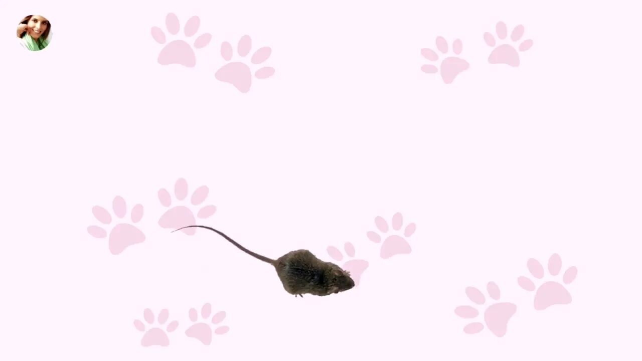 Мышка по экрану. Мышь бегает по экрану. Мышка бегающая по экрану для кота. Мышка кот бегать.