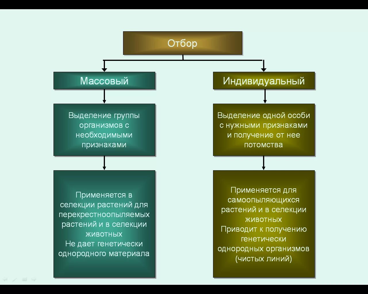 Таблица массовый и индивидуальный отбор. Таблица массовый отбор индивидуальный отбор. Массовый и индивидуальный отбор в селекции. Формы искусственного отбора массовый индивидуальный. Чем отличается селекция растений от селекции животных