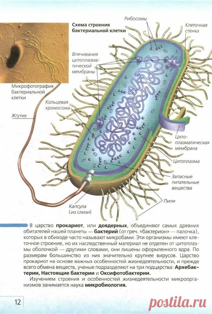 Строение бактериальной клетки прокариот. Строение бактериальной клетки. Особенности строения бактериальной клетки. Строение прокариот.