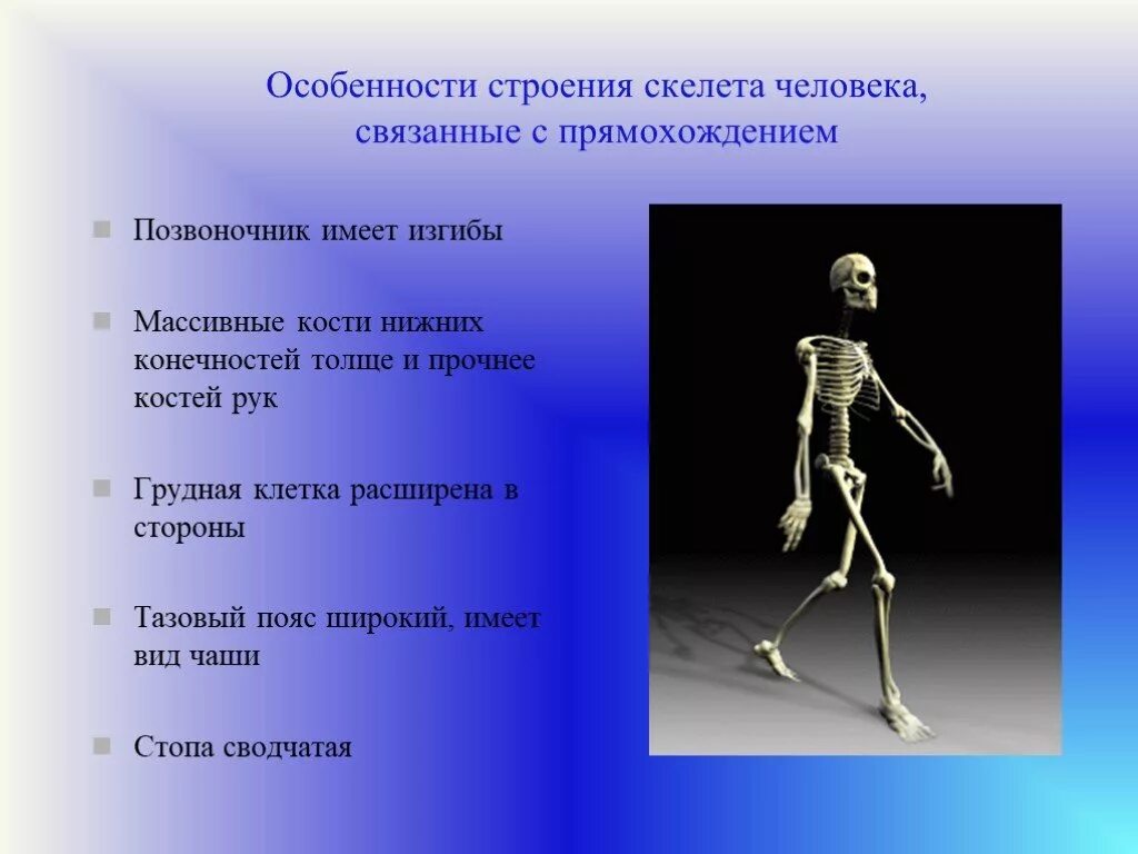 Укажите один из признаков современного. Особенности строения человека. Особенности скелета человека. Прямохождение скелет. Особенности строения скелета.