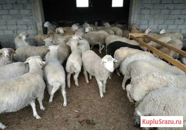Продам овец живым весом. Отара овец эдильбаевской породы ферма. Овцы курдючные эдильбаевские. Продам овец живым весом. Продам баранину живым весом.