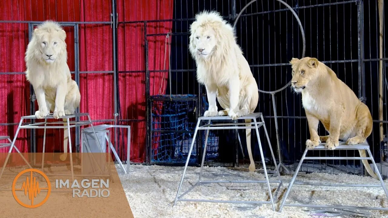 Lion Standing on a Pedestal Inside a Circus Cage RoaringBy A Villani Animals, Li