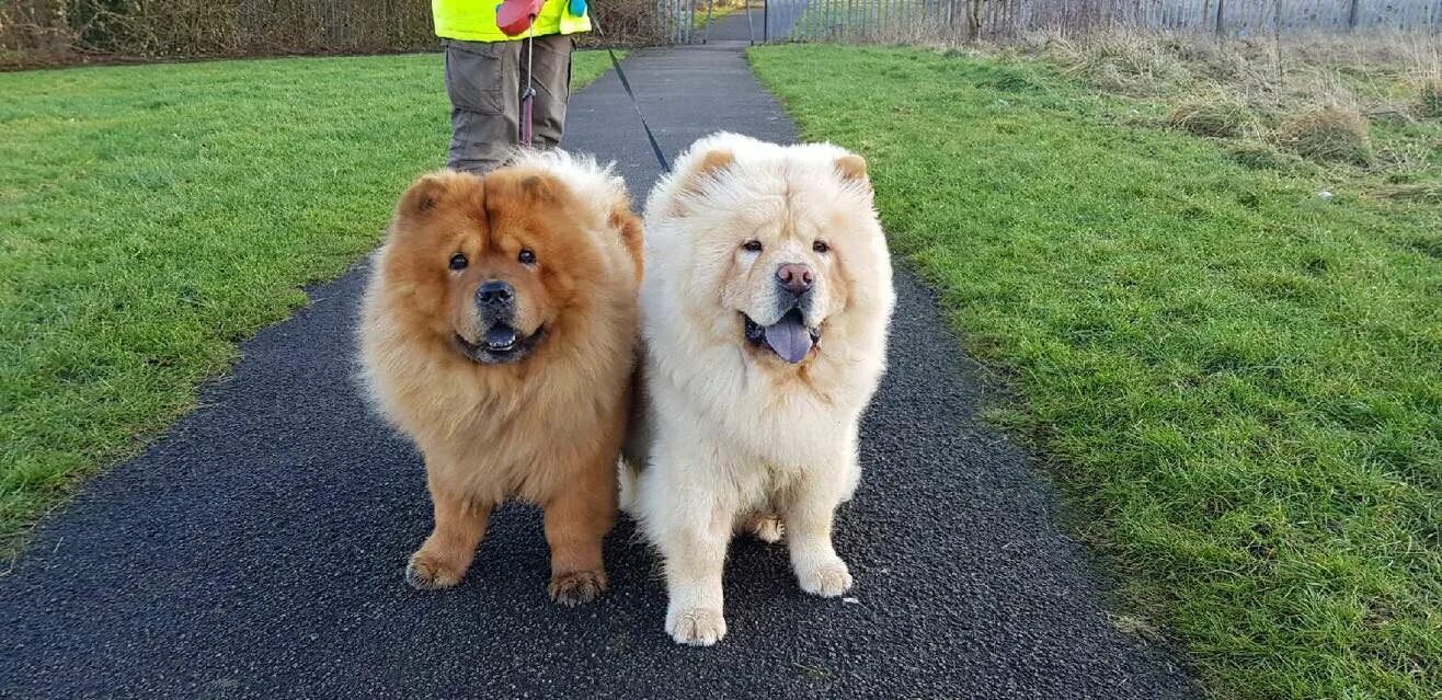 Питомник чау-чау. Чау чау ресторан. Чау чау щенок. Собака с фиолетовым языком. Чау чау ресторан китай город.