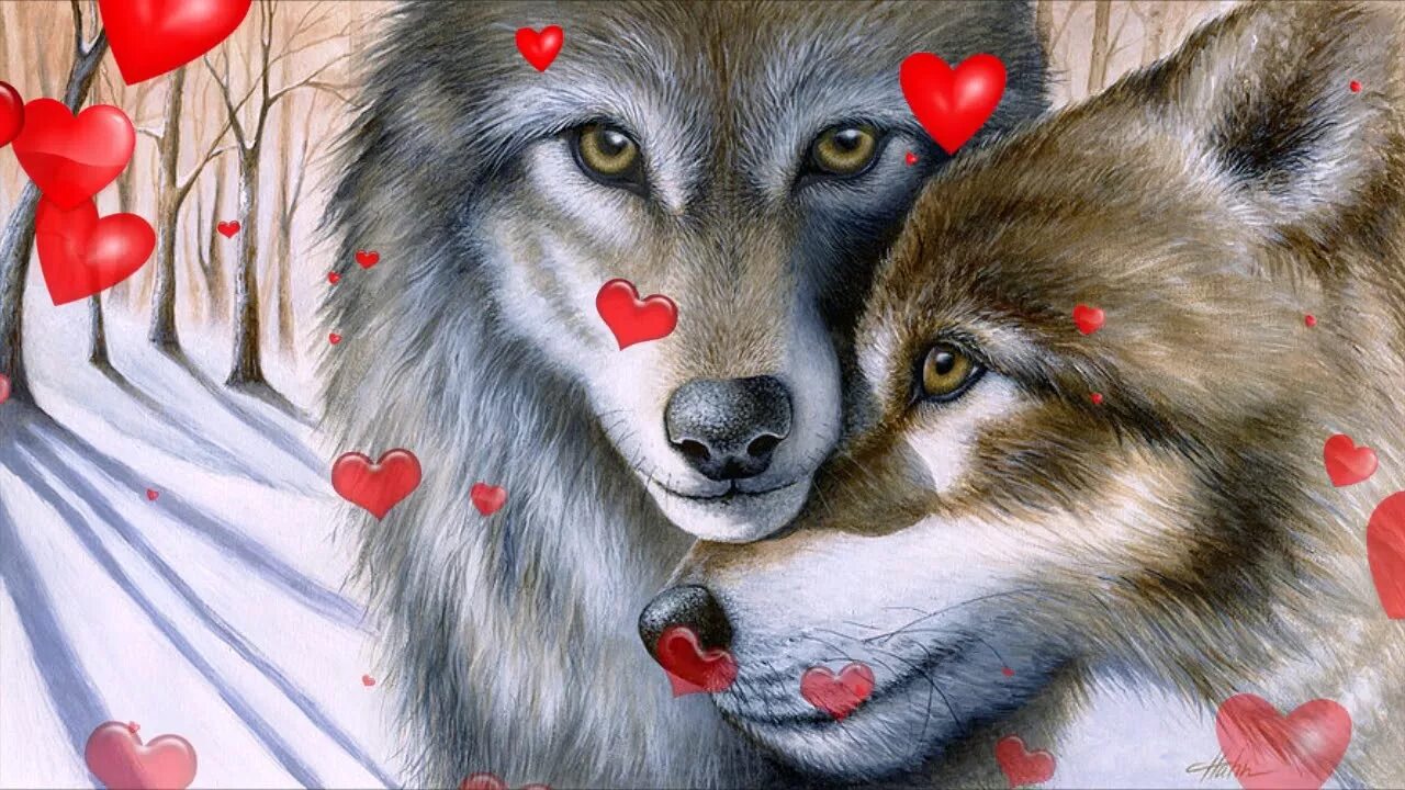 Полюбить волка. Влюбленные волки. Волки любовь. Волк и волчица. Волк и волчица любовь.