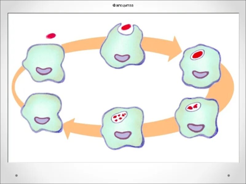 Фагоцитоз. Процесс фагоцитоза. Фагоцитоз рисунок. Явление фагоцитоза.