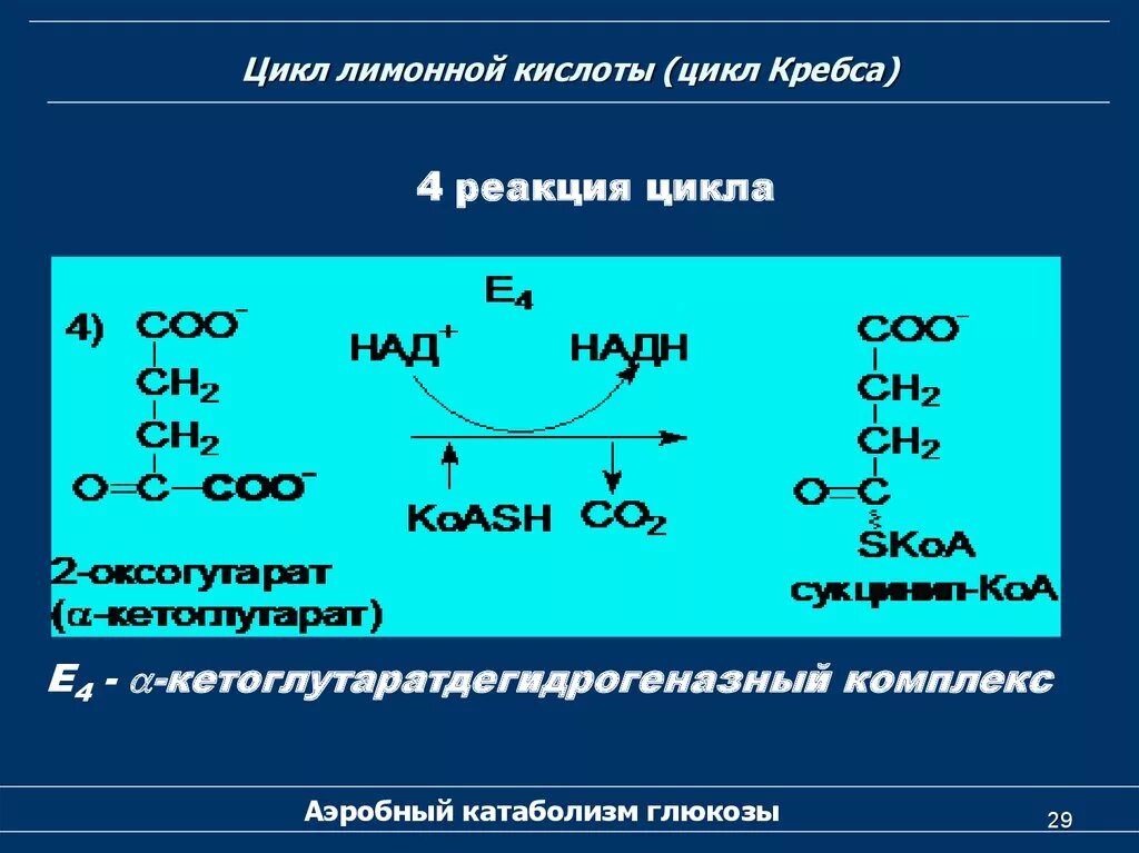 4 реакция цикла кребса. Ключевые реакции цикла лимонной кислоты. Цикл лимонной кислоты цикл Кребса. Цикл Кребса реакции.