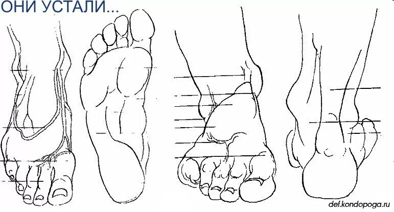 Стопа спереди. Схема стопы. Схема стопы человека. Пропорции стопы человека. Стопа анатомия.