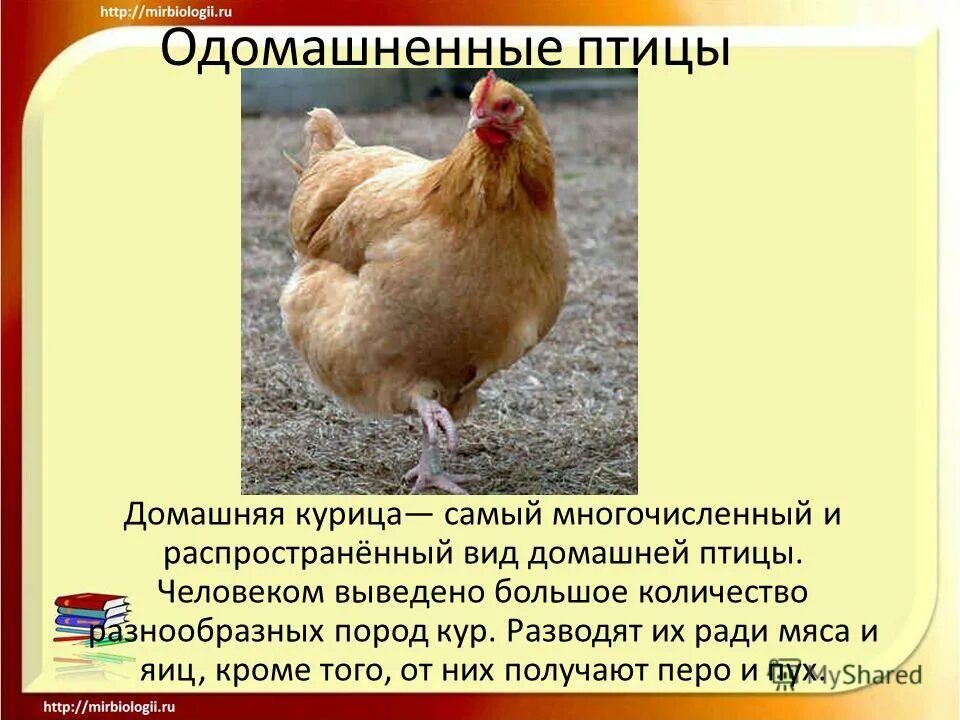 Описание курицы. Проект на тему курица. Куры одомашнивание. Описание домашней курицы.
