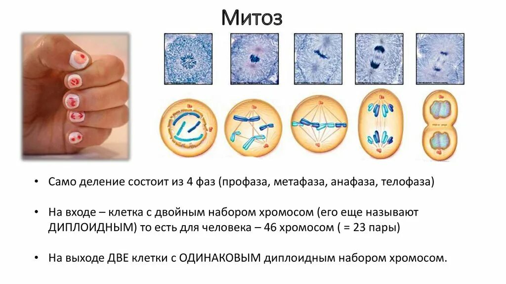 Деление клетки митоз. Фазы деления клетки. Стадии деления митоза. Стадии деления клетки митоз. Фазы деления митоза.