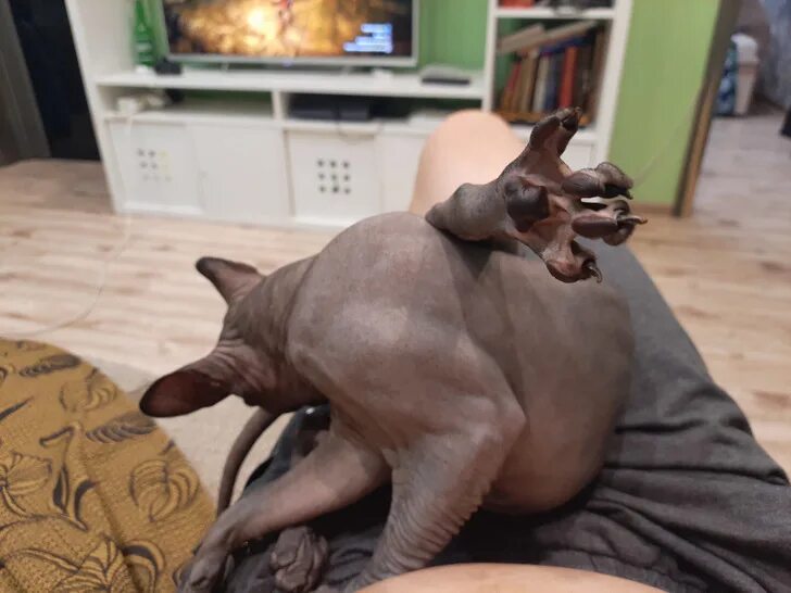 Почему сфинкс кусается