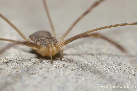 Spider rabbit