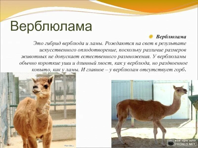Искусственное скрещивание животных. Селекция животных. селекция животных примеры. выведение новых пород животных. селекционер животных.