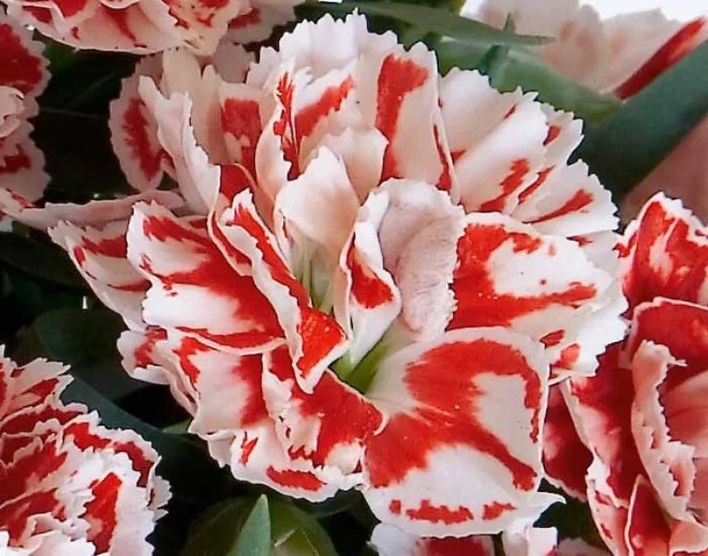 гвоздика dianthus. гвоздика гибридная 'super trouper amy'. гвоздика шабо махровая. гвоздика supertrouper amy. гвоздика super trouper sammy.