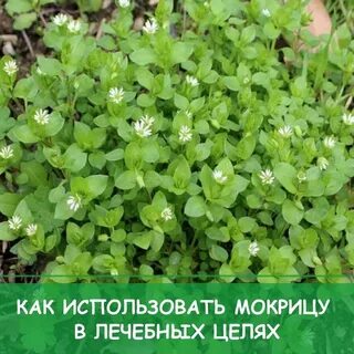 Трава мокрица применение