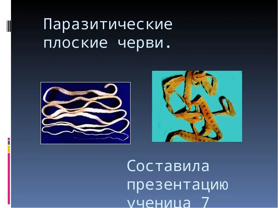 Паразитические черви имеют. Паразитические черви класс. Паразитические черви презентация.