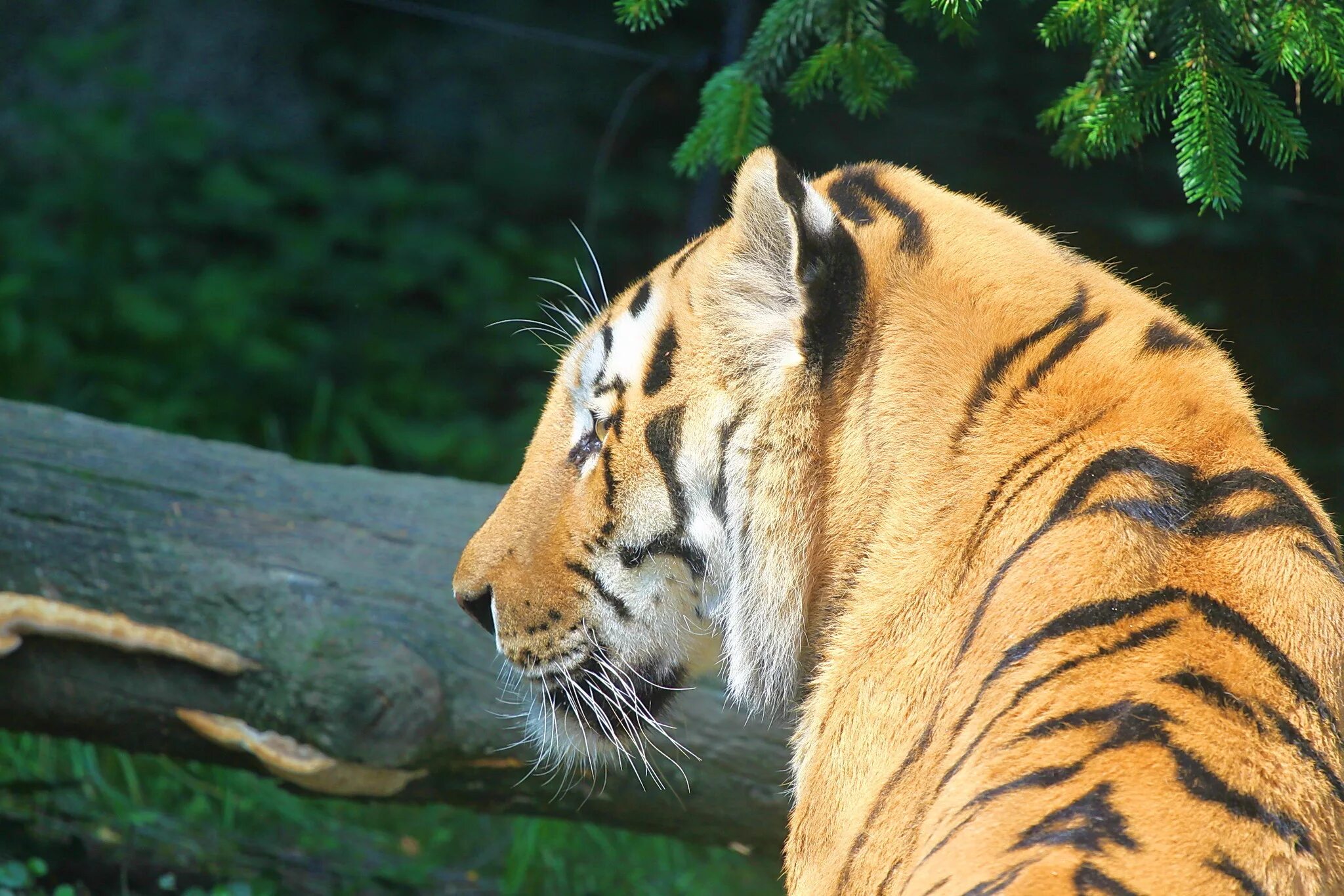 31 tiger. Тигровый цветок. Чучело тигра. Тигр морда. Белый тигр грозный.
