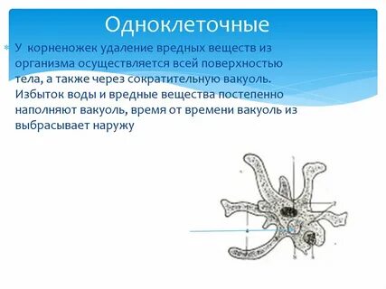 Общая характеристика одноклеточных корненожки конспект