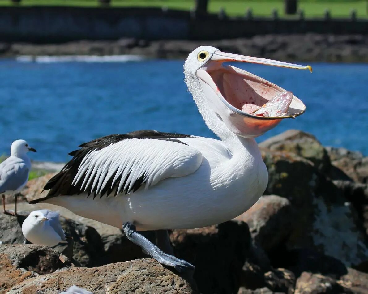 Китоглав черный. Орел гарпия обезьяноед. Предок археоптерикса микрораптор. Дрофа обыкновенная. Карга ворона.