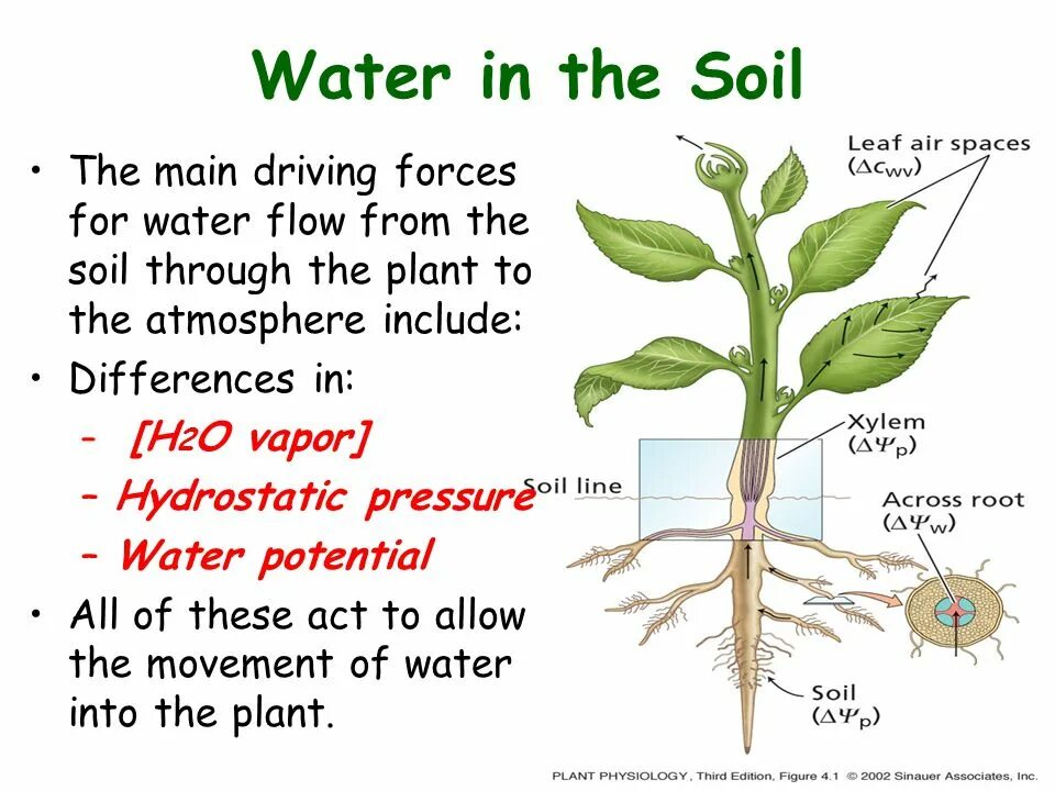 Plant physiology. Физиология растений. Water Movement through Plants. Water in Soil.