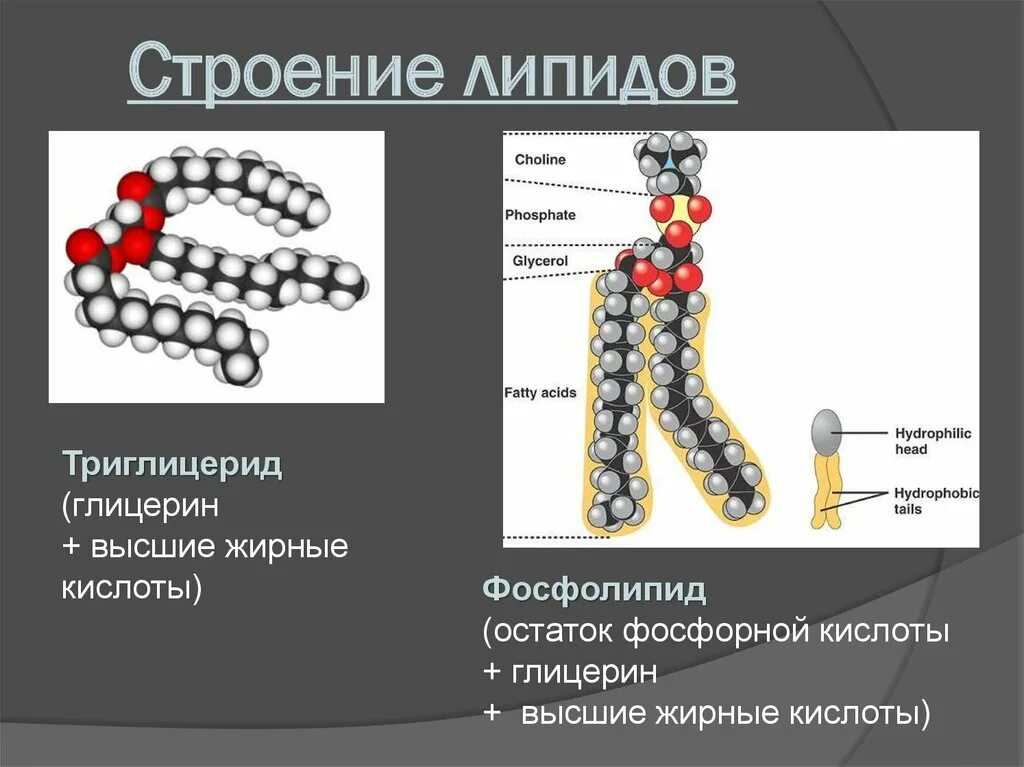 Функции липидов фосфолипиды триглицериды. Липиды состав и строение. Хим структура фосфолипидов. Строение молекулы фосфолипидов.