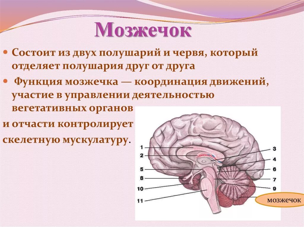 Отдел головного мозга обеспечивающий координацию движений. Строение мозжечка в головном мозге. Мозжечок головного мозга анатомия. Мозжечок отдел головного мозга строение и функции. Структура мозжечка в головном мозге.