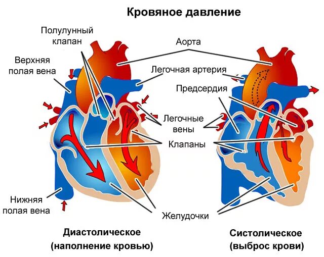 Сердце давление. Артериальное давление сердце. Низкое сердечное давление причины.