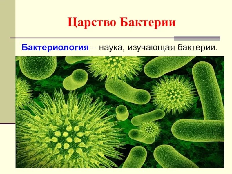 Строение бактерии егэ. Конспект бактерии 5 класс. Опорный конспект по биологии 5 класс бактерии. Строение бактерии 8 класс биология. Бактерии 5 класс.