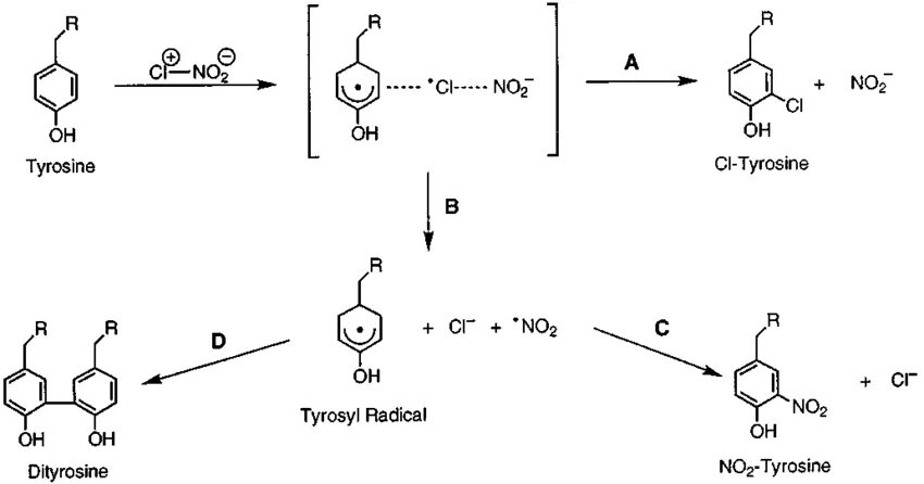 Реакция Фолина Чокальтеу на тирозин. Tyrosine residues. Реакция с реактивом Фолина. Качественная реакция на тирозин. Задана следующая схема превращений веществ zn