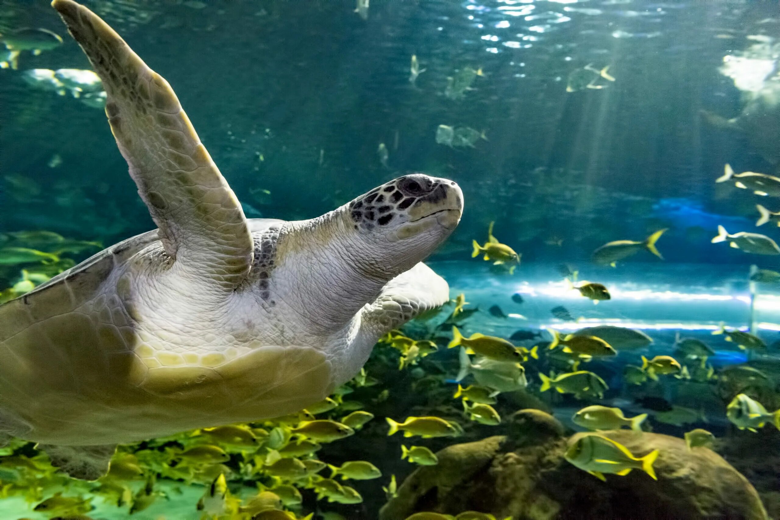 Turtle rise. Морская черепаха в аквариуме. Канадский аквариум Рипли. Turtles in Canada.