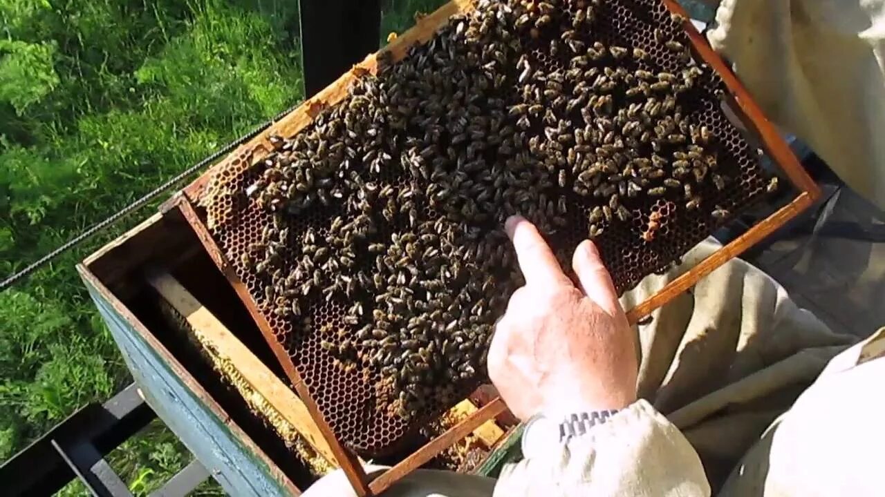 Как подсадить матку. Пчелиный отводок. Отводок пчел. Отводки пчел весной. Что такое отводок в пчеловодстве.