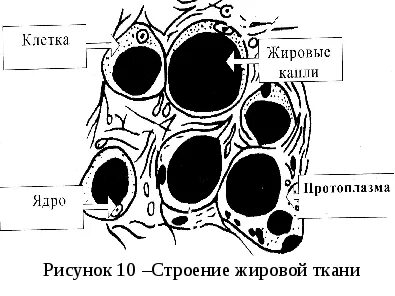 Основные клетки жировой ткани