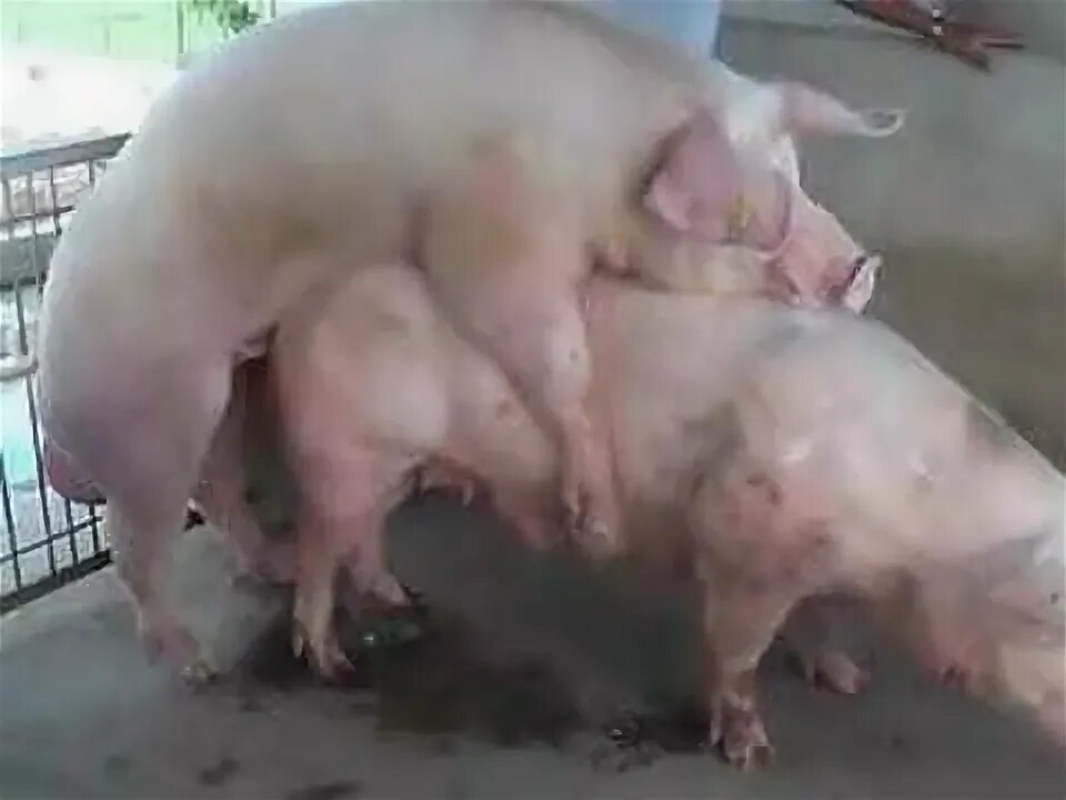 Видео свиньи как есть. Видео свиньи как есть