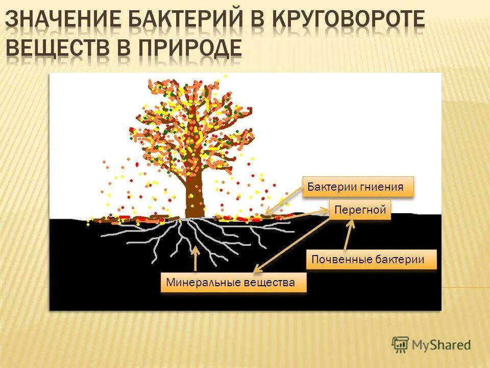 микроорганизмы в круговороте веществ в природе. микроорганизмы в круговороте веществ. круговорот микроорганизмов в природе. роль микроорганизмов в круговороте веществ в природе схема. роль бактерий в круговороте веществ.