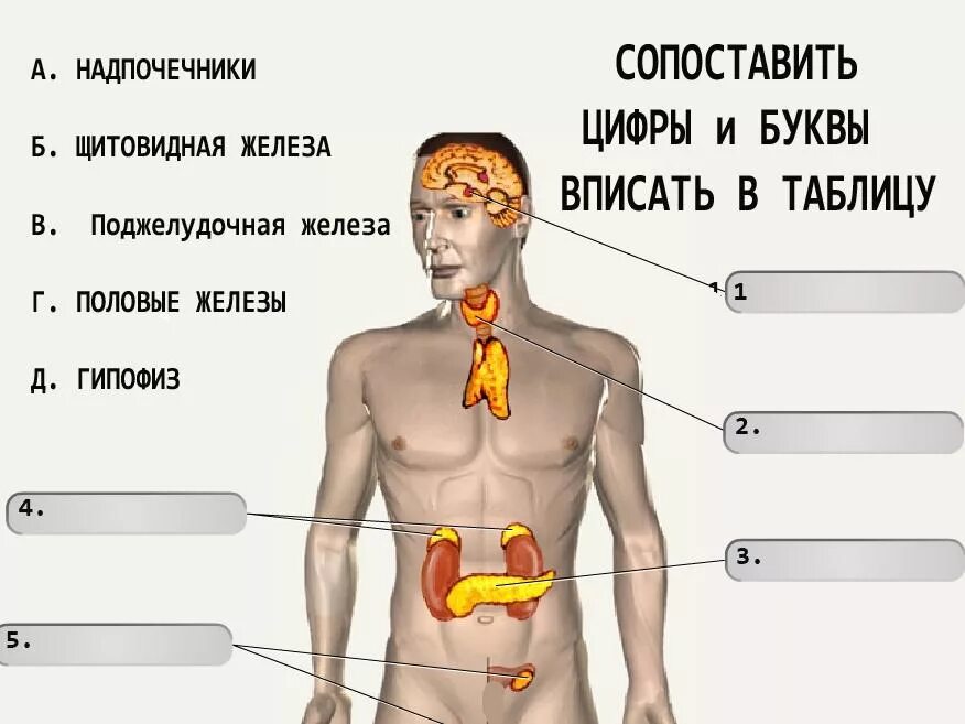 Тест по теме железы. Железы внутренней секреции 8 кл. Рисунок желез внутренней секреции. Название желёз. Название желез внутренней секреции.