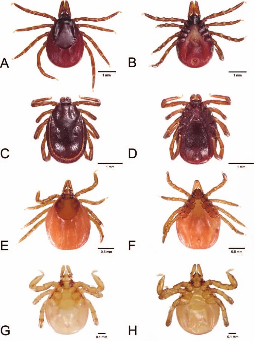 Средства от иксодовых клещей. Таежный клещ, Ixodes persulcatus. Ixodes persulcatus самец. Ixodes persulcatus и Ixodes Ricinus. Клещи рода Ixodes.