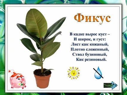Фикус для детей