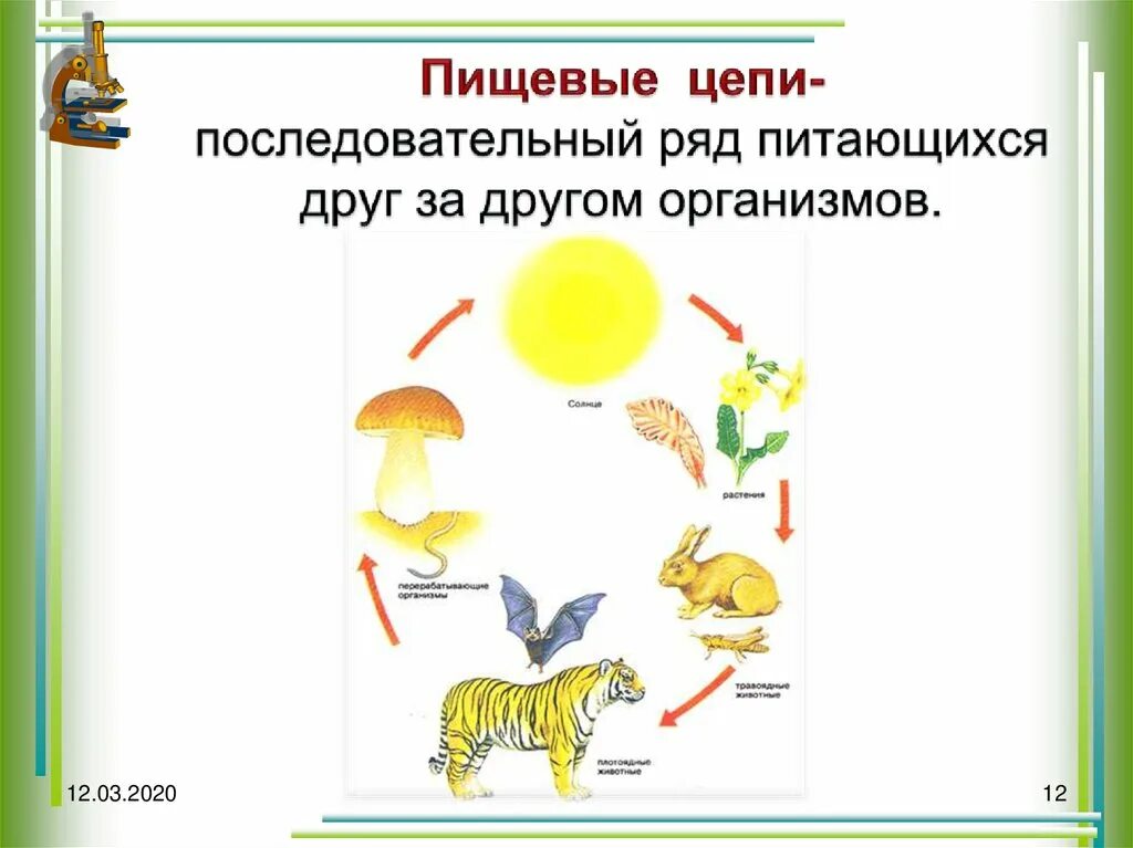 Какова роль производителей в пищевой цепи кратко. Замкнутая пищевая цепь пример. Пищевая цепочка биология. Пищевая цепь это в биологии. Замкнутые пищевые цепи.