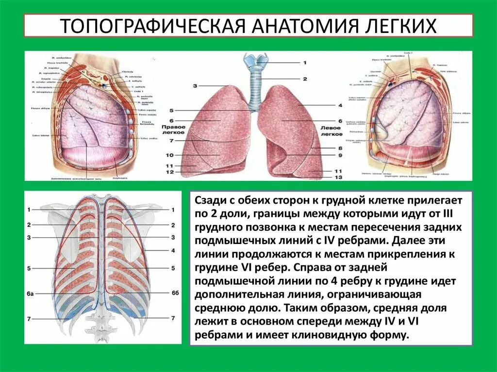 Плевра и легкие топографическая анатомия. Строение топография и функции легких. Нижняя граница левого легкого