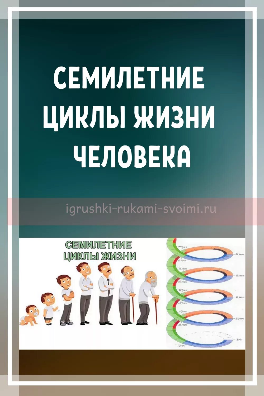 Семилетние циклы жизни. Семилетние циклы в жизни. Цикл жизни человека. Семилетний жизненный цикл человека. Цикл человеческой жизни.