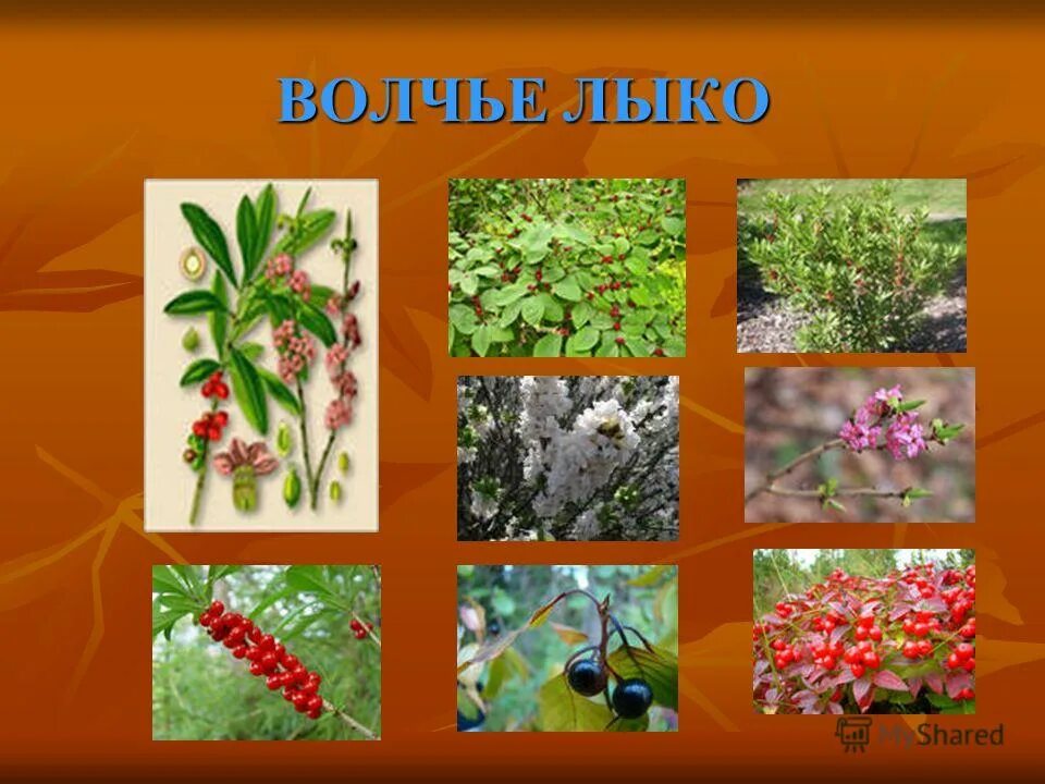 Пяденица дымчатая. Волчьи ягоды абхазские. Волчеягодник смертельный цветение. Моховик зеленый волчье лыко березовая пяденица. Волчье лыко куст.