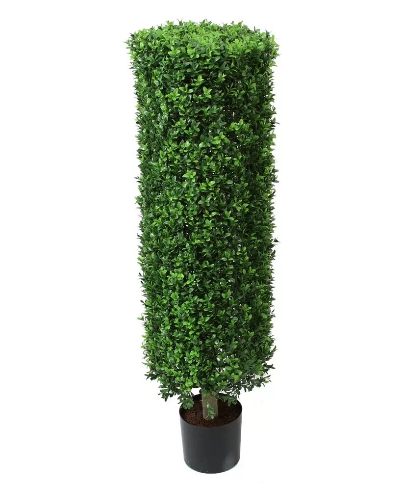 Buxus sempervirens дерево. Самшит магазин. Трава искусственная (самшит). Самшит искусственная баннер. Самшит магазин.