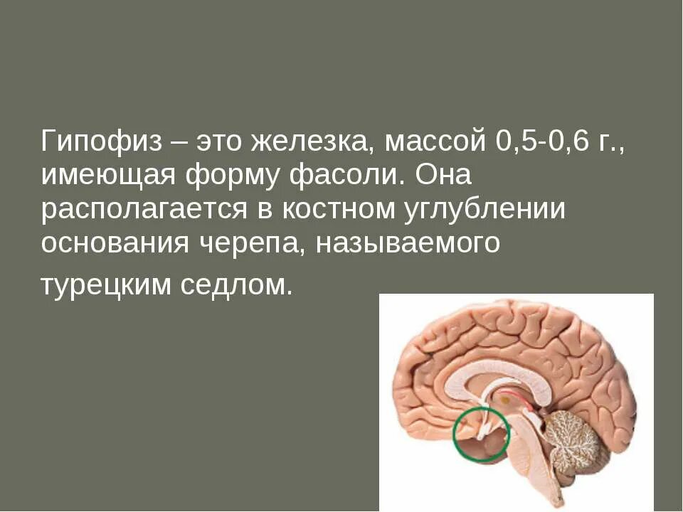 3 признака гипофиза. Гипофиз. Заболевания гипофиза презентация. Гипофиз расположение. Гипофиз анатомия.